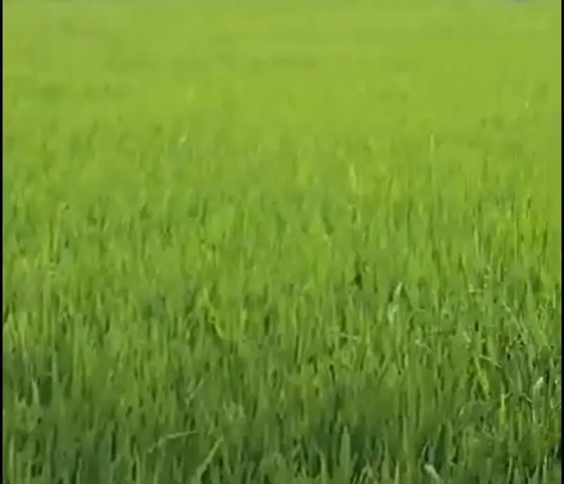 Madhuranthagam-1061-property