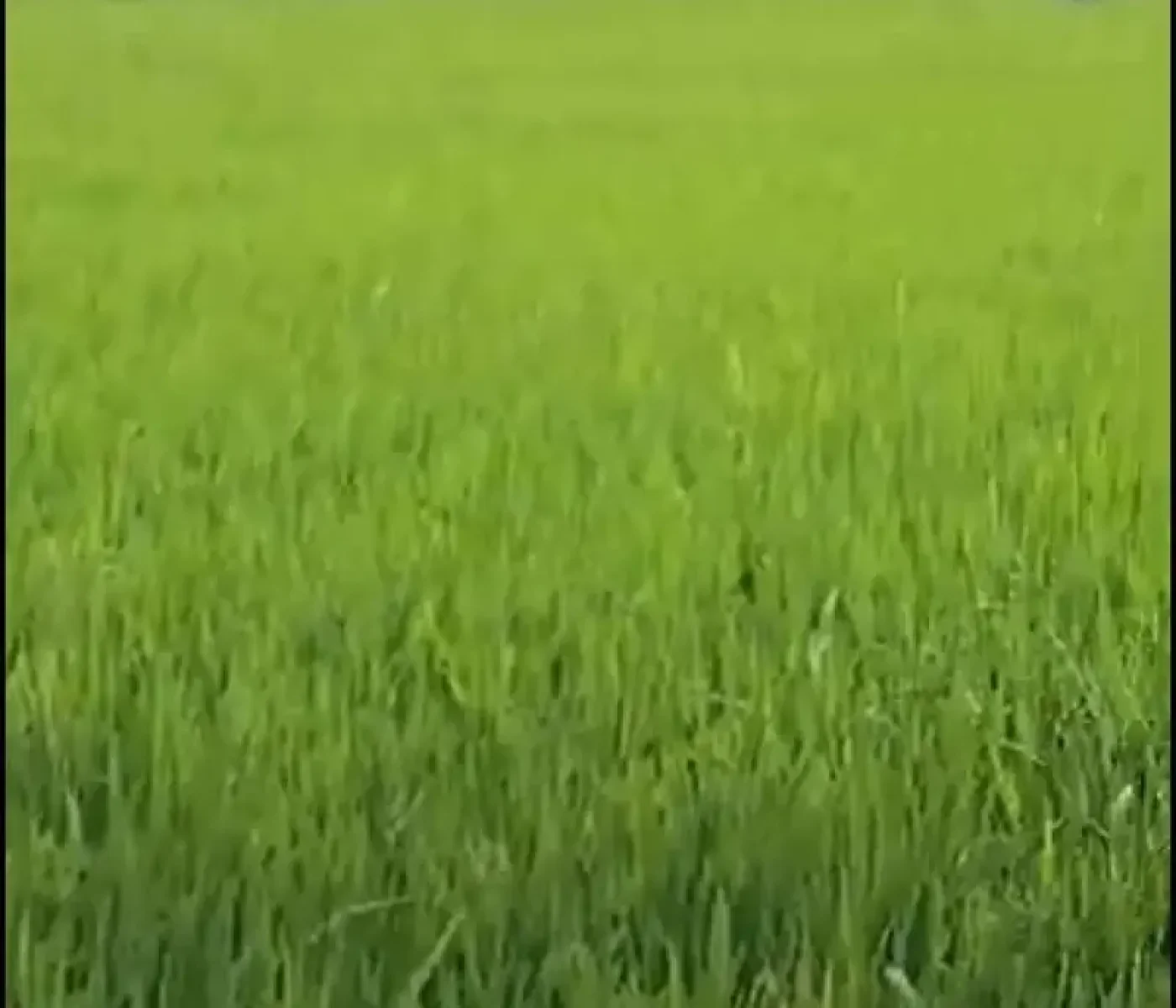 Madhuranthagam-1061-property